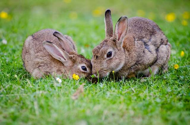 Alimentation du lapin nain les meilleurs aliments