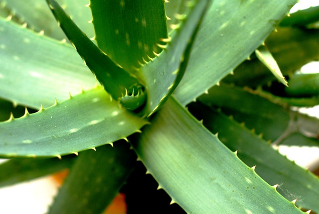 aloe arboresens