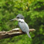 Ornithologique en Patagonie