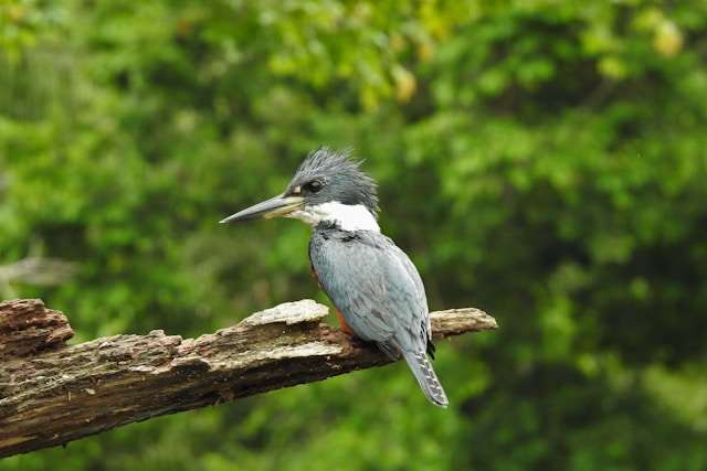 Ornithologique en Patagonie