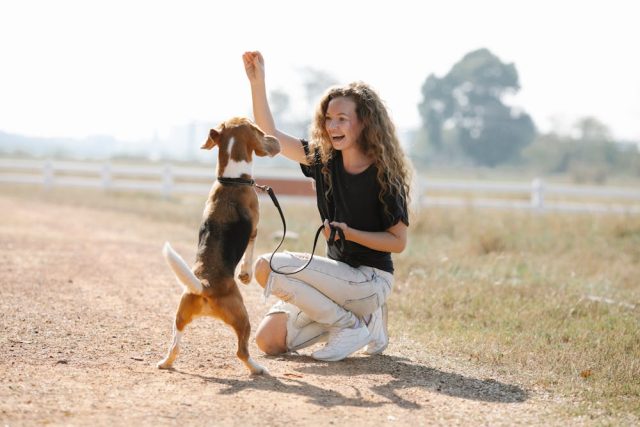 Les animaux de compagnie