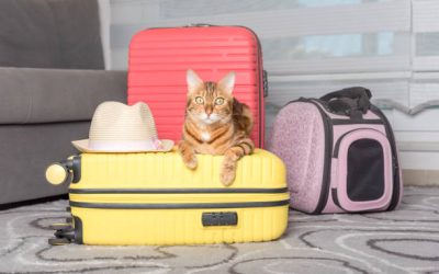 Partir en Vacances avec Votre Chat